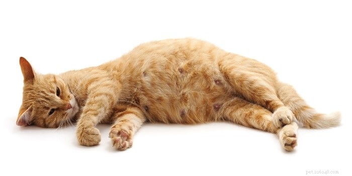 Cat Birth Explained: Essential Guidance for Owners