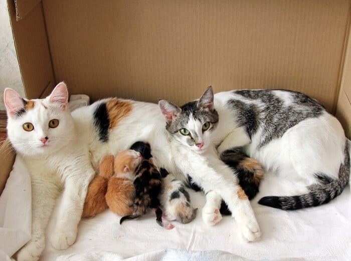 Cat Birth Explained: Essential Guidance for Owners