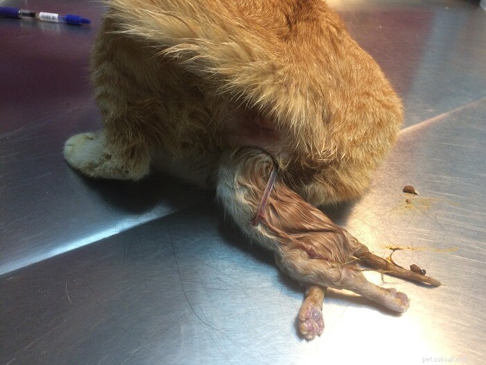 Cat Birth Explained: Essential Guidance for Owners