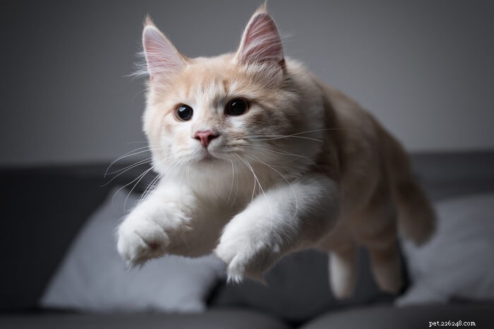 What Causes Cat Zoomies and When to Seek Veterinary Care