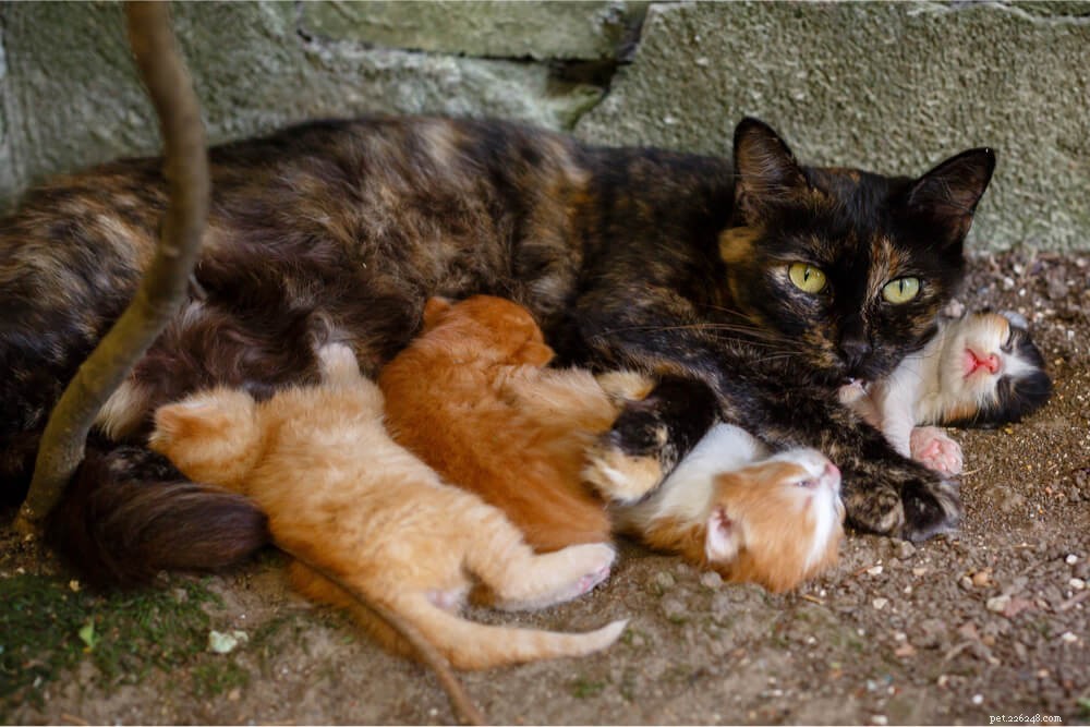 Understanding Trap‑Neuter‑Return (TNR): A Humane Approach to Managing Stray Cat Populations