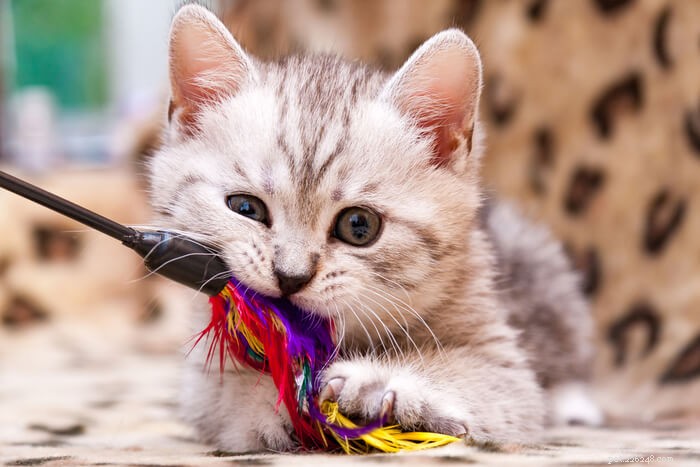 What Causes Cat Zoomies and When to Seek Veterinary Care