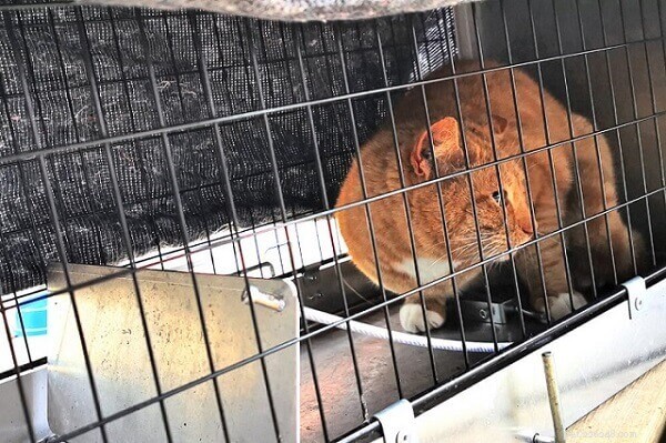 Understanding Trap‑Neuter‑Return (TNR): A Humane Approach to Managing Stray Cat Populations