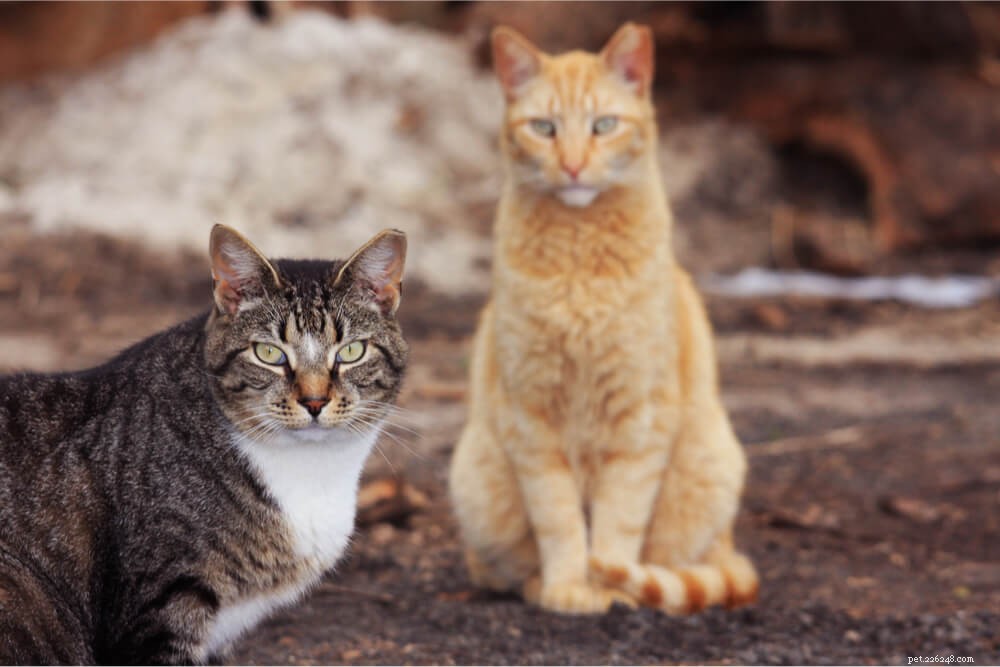 Understanding Trap‑Neuter‑Return (TNR): A Humane Approach to Managing Stray Cat Populations
