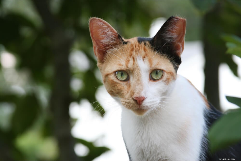 Understanding Trap‑Neuter‑Return (TNR): A Humane Approach to Managing Stray Cat Populations