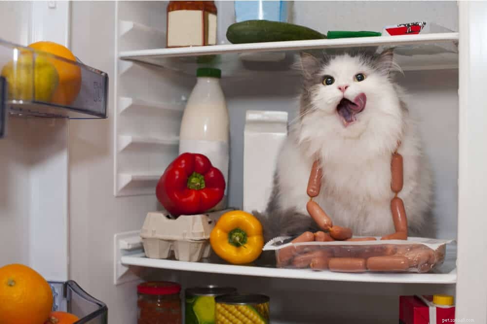 15 Human Foods That Are Dangerous to Cats – What You Need to Know