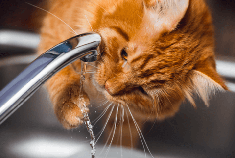 How Much Water Should Your Cat Drink? A Comprehensive Guide