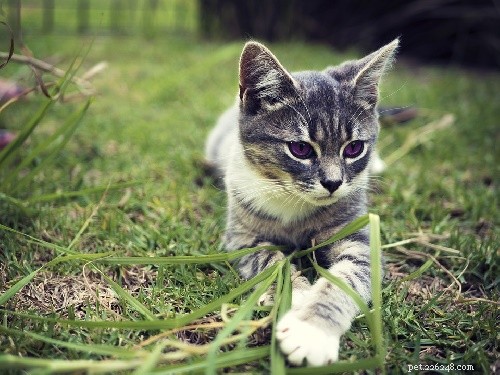 Coconut Oil for Cats: Health Benefits & Risks Explained