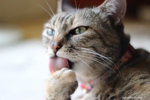 Coconut Oil for Cats: Health Benefits & Risks Explained