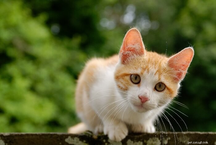 Coconut Oil for Cats: Health Benefits & Risks Explained