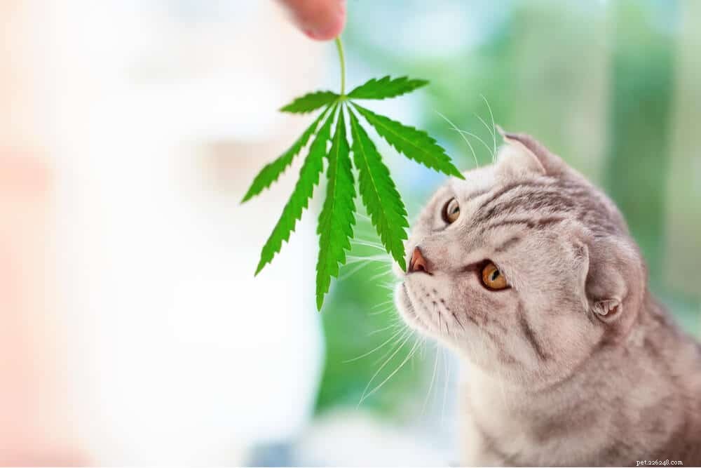 CBD Oil for Cats: What It Is & Safe Usage Guide