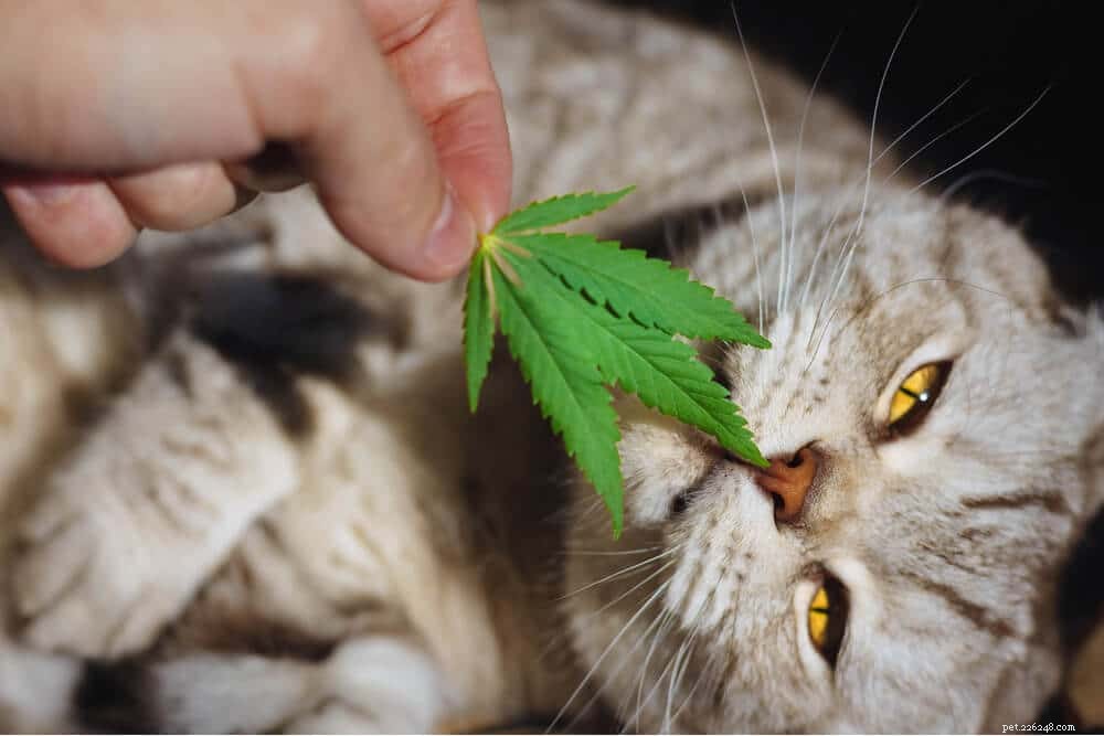 CBD Oil for Cats: What It Is & Safe Usage Guide