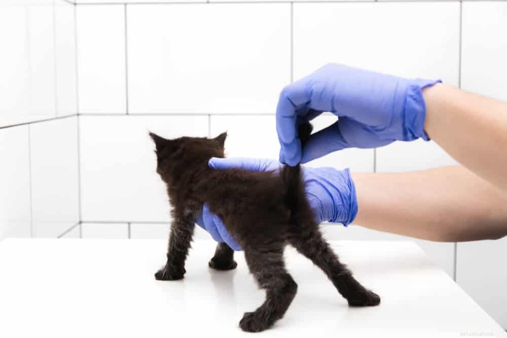 How to Determine Your Kitten s Sex: A Simple, Reliable Guide