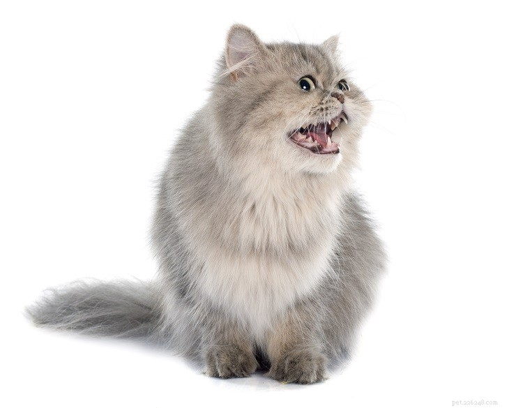 Why Does Your Cat’s Meow Sound Hoarse? Causes, Symptoms & Solutions