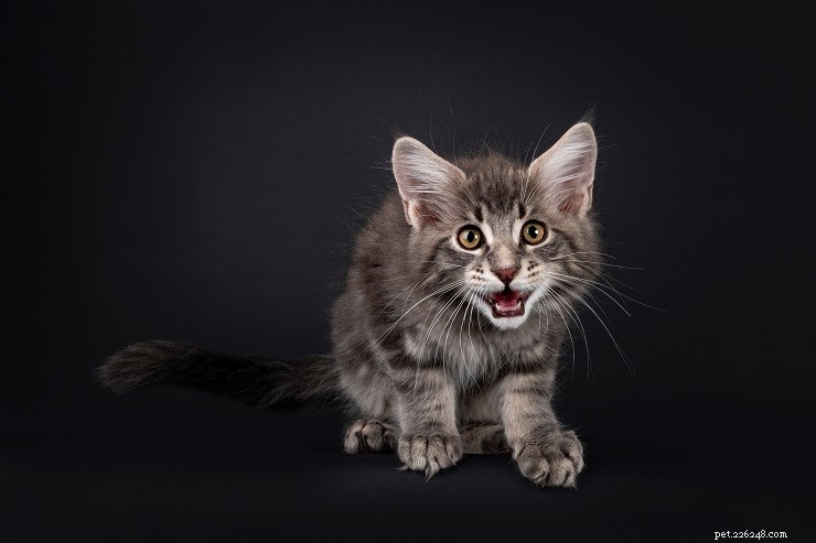 Why Does Your Cat’s Meow Sound Hoarse? Causes, Symptoms & Solutions