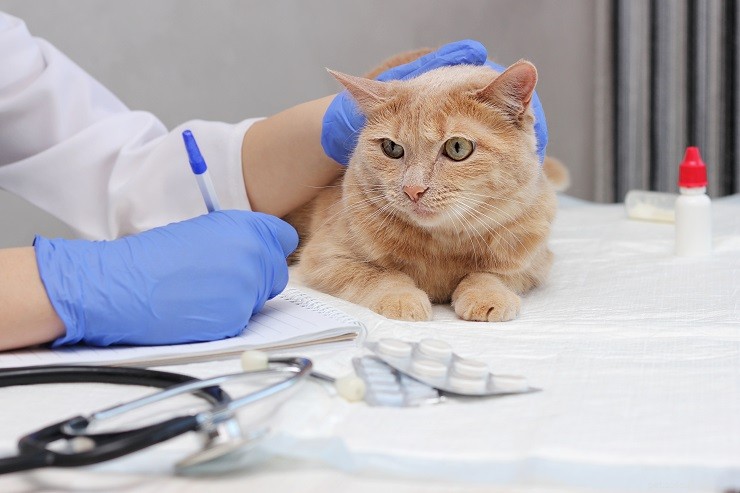 Why Does Your Cat’s Meow Sound Hoarse? Causes, Symptoms & Solutions