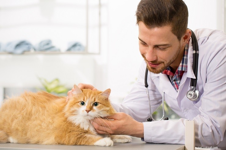 Why Does Your Cat’s Meow Sound Hoarse? Causes, Symptoms & Solutions