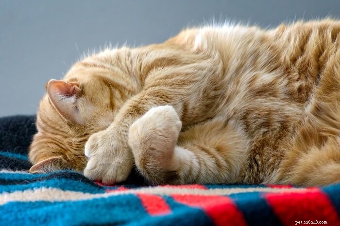 9 Fascinating Insights About Polydactyl Cats
