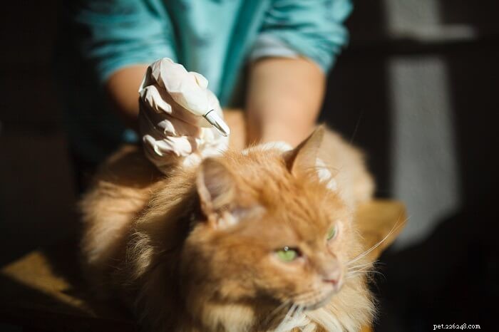 The Complete Guide to Deworming Your Cat Safely