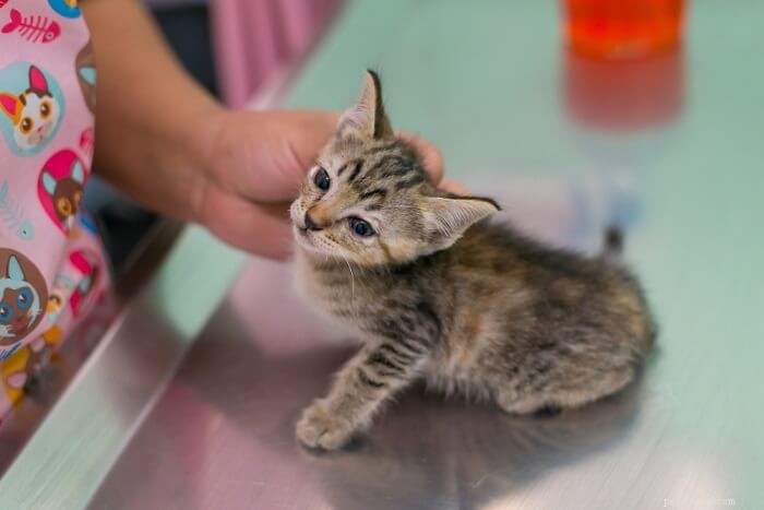 The Complete Guide to Deworming Your Cat Safely