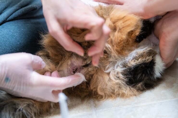Understanding Cat Megacolon: Causes, Symptoms & Effective Treatments
