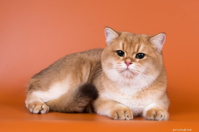 What Is My Cat’s Human Age? Quick Conversion Guide