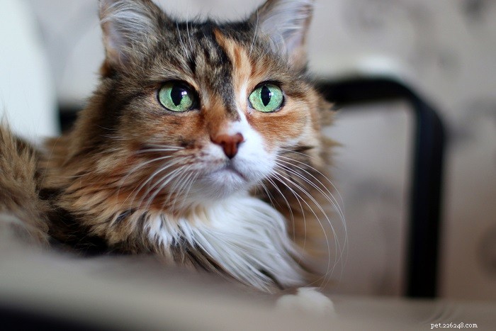 What Is My Cat’s Human Age? Quick Conversion Guide