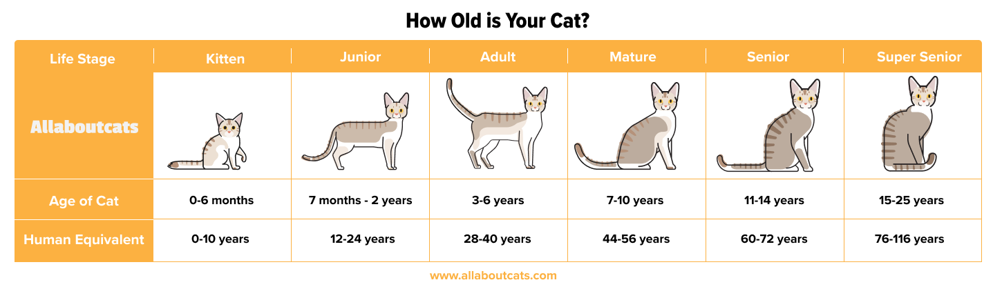 What Is My Cat’s Human Age? Quick Conversion Guide