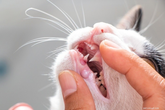 What Is My Cat’s Human Age? Quick Conversion Guide