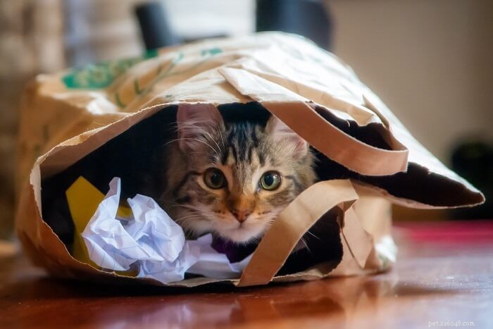 5 Key Indicators of Cat Stress & Proven Ways to Alleviate It