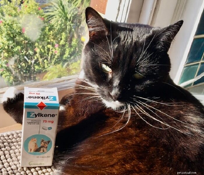 5 Key Indicators of Cat Stress & Proven Ways to Alleviate It