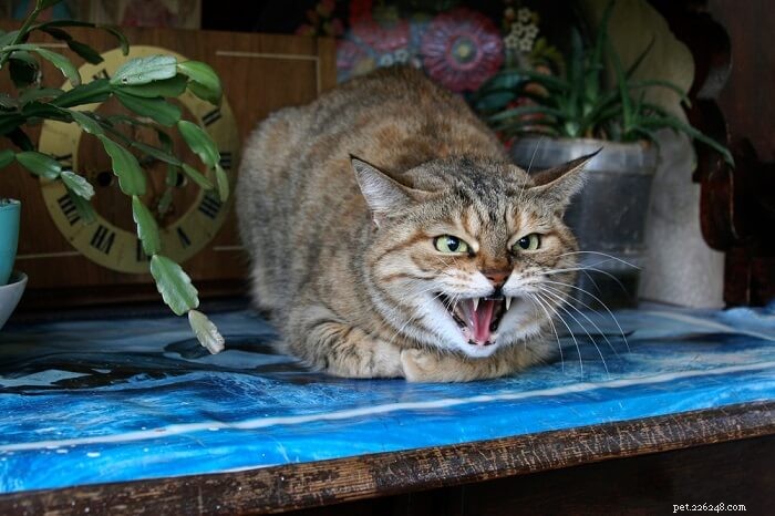 5 Key Indicators of Cat Stress & Proven Ways to Alleviate It