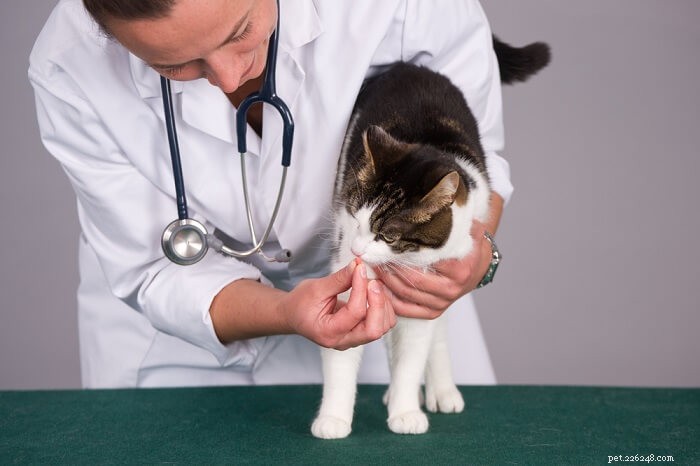 Whipworm Infection in Cats: Causes, Symptoms & Effective Treatment