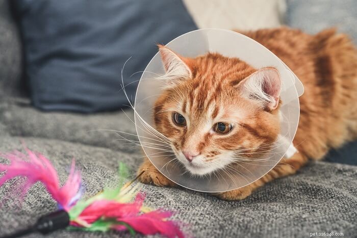 Prevent Your Cat From Jumping After Surgery: Essential Care Tips