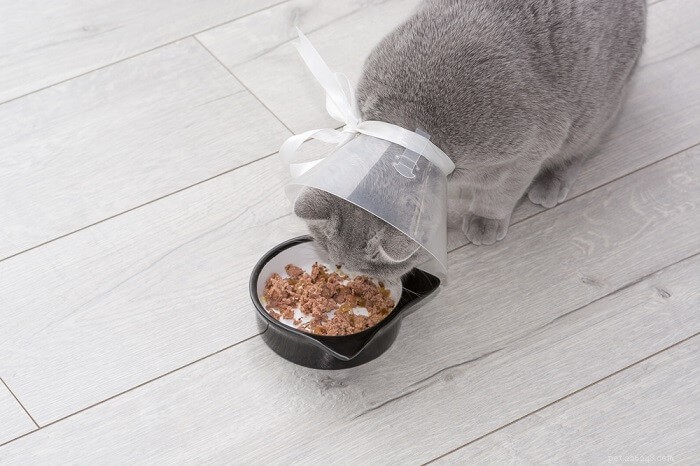 Prevent Your Cat From Jumping After Surgery: Essential Care Tips