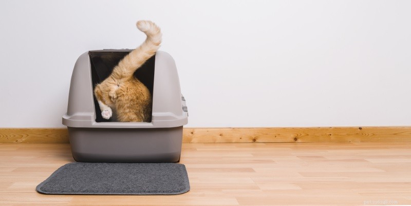 Seeing Blood in Your Cat’s Stool: Causes, Symptoms, and Immediate Steps to Take
