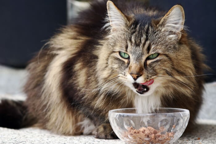 Discover 10 Fascinating Facts About Your Cat’s Unique Tongue