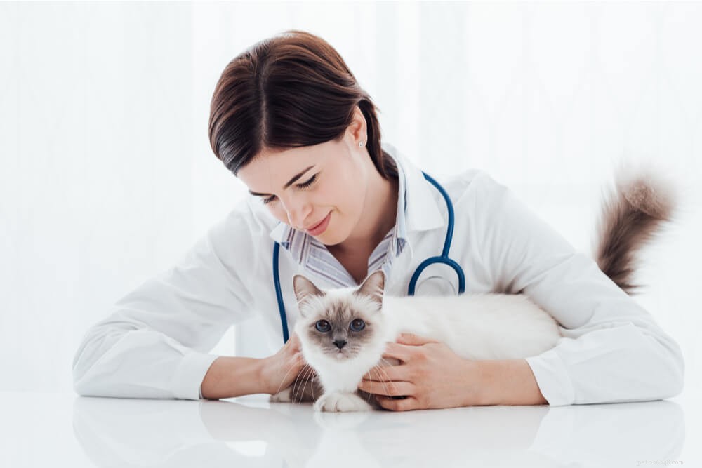 Cat Mushroom Poisoning: Recognize Symptoms, Diagnose Quickly, and Treat Effectively