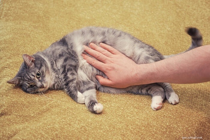 Advantage II for Cats: Complete Guide to Dosage, Safety & Side Effects