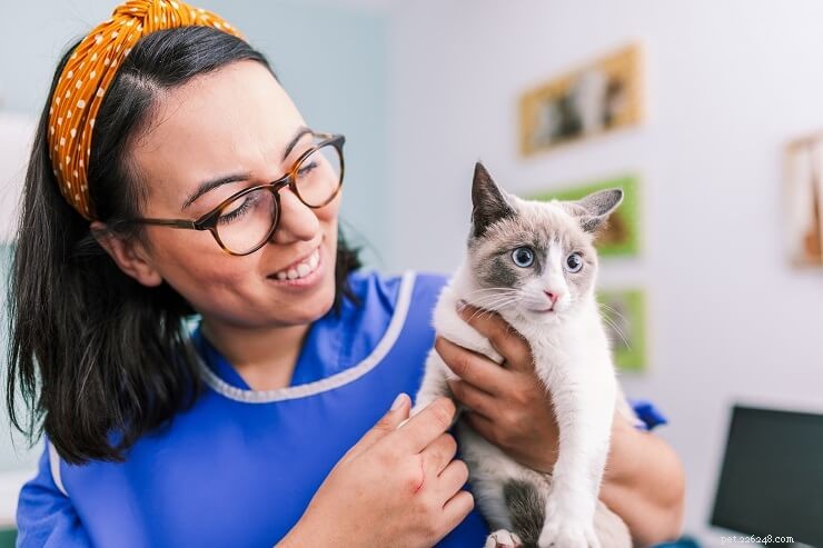 Cat Insecticide Poisoning: Symptoms, Diagnosis, and Effective Treatment