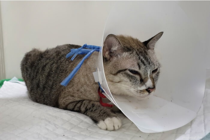 Essential Guide to Adopting a FIV-Positive Cat
