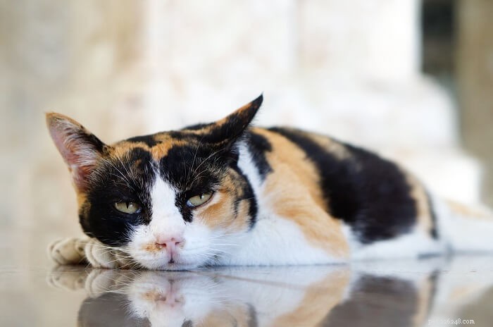 10 Hidden Symptoms That May Indicate Your Cat Is Sick