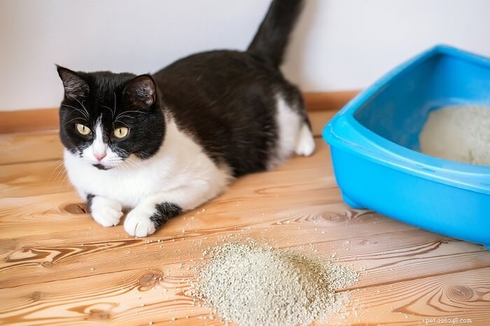 10 Hidden Symptoms That May Indicate Your Cat Is Sick