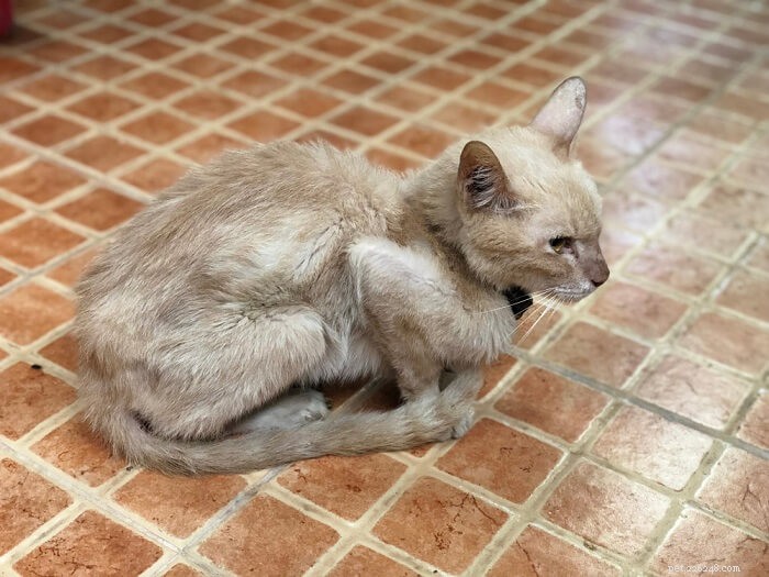 10 Hidden Symptoms That May Indicate Your Cat Is Sick