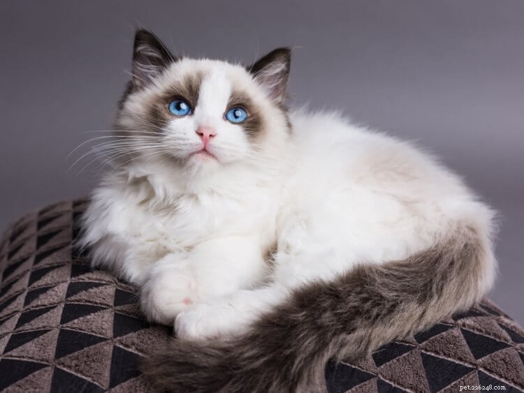 How to Identify a Cat s Gender: A Complete Feline Genitalia Guide