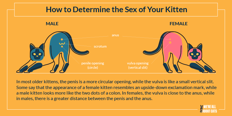 How to Identify a Cat s Gender: A Complete Feline Genitalia Guide
