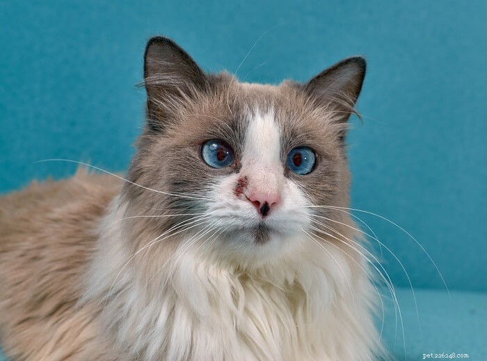Apoquel for Cats: Safe Dosing, Benefits & Side Effects Explained