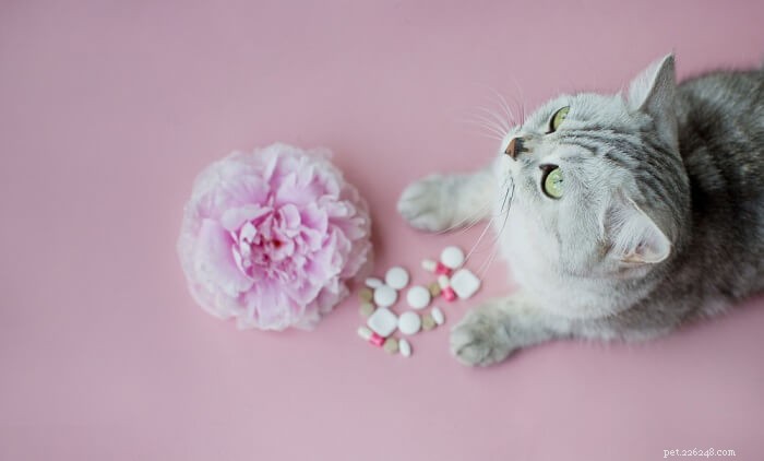 Amlodipine for Cats: Dosage, Safety, and Side‑Effect Profile