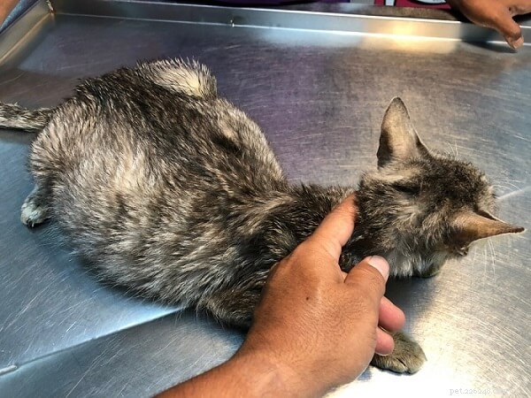 10 Life‑Threatening Diseases Every Cat Owner Should Know
