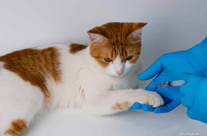 10 Life‑Threatening Diseases Every Cat Owner Should Know